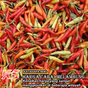 Harga Cabai Rawit Melambung Tinggi Sampai Rp 110 Ribu